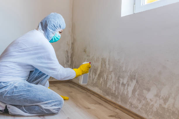 Licensed Mold Remediation service in Tarpon Springs, FL - WQB Mold Removal